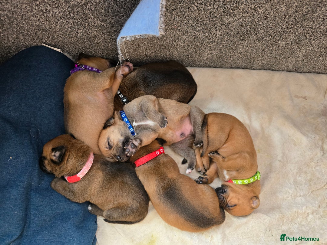 Mixed Breed dogs for sale: 1Boy Left German Shepherd Staffy Dogue de Bordeaux - Image 8