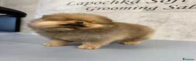 Pomeranian Puppy 1
