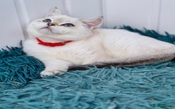 British Shorthair cats for sale: Beautiful Blue Gold & Choc Gold Colourpoint boys - Image 19