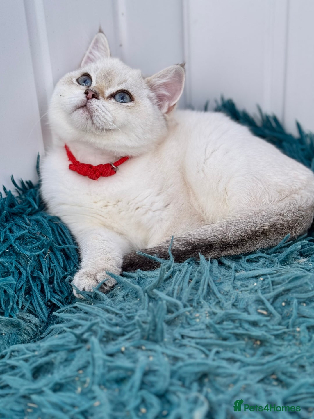 British Shorthair cats for sale: Beautiful Blue Gold & Choc Gold Colourpoint boys - Image 19