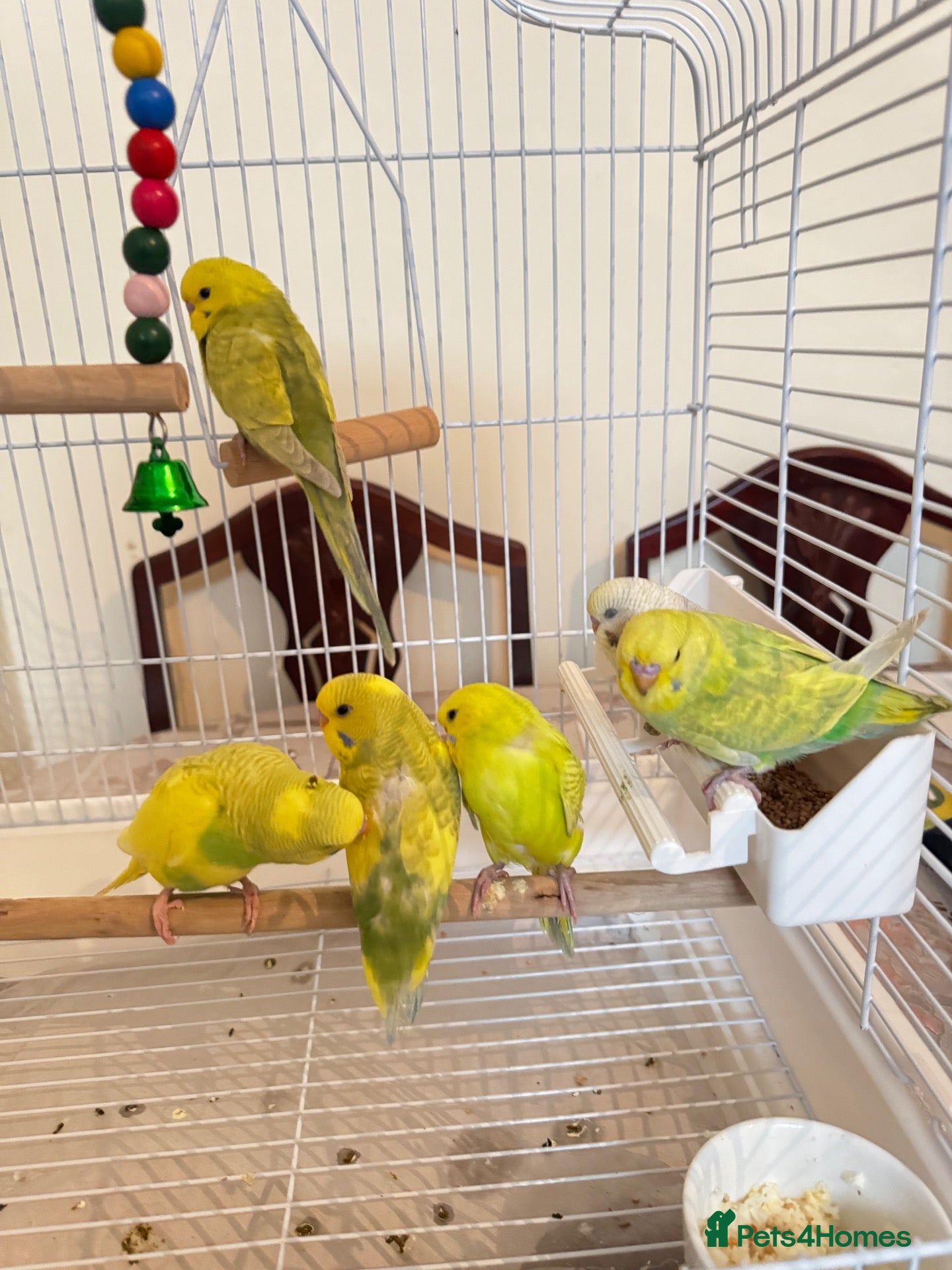 Budgerigars birds Budgies  - Advert 3