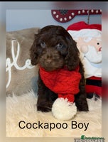 Cockapoo dogs - Advert 9