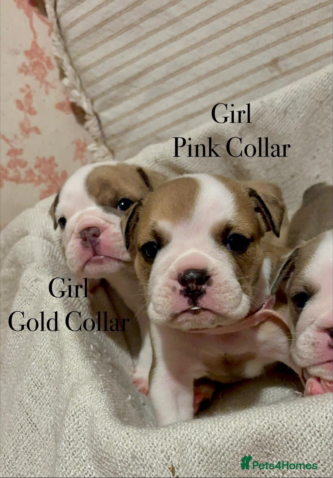 English Bulldog dogs STUNNING ENGLISH BULLDOG PUPPIES! 😍 - Advert 2
