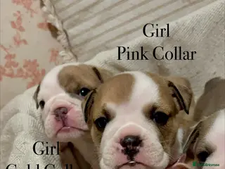 English Bulldog dogs STUNNING ENGLISH BULLDOG PUPPIES! 😍 - Advert 2