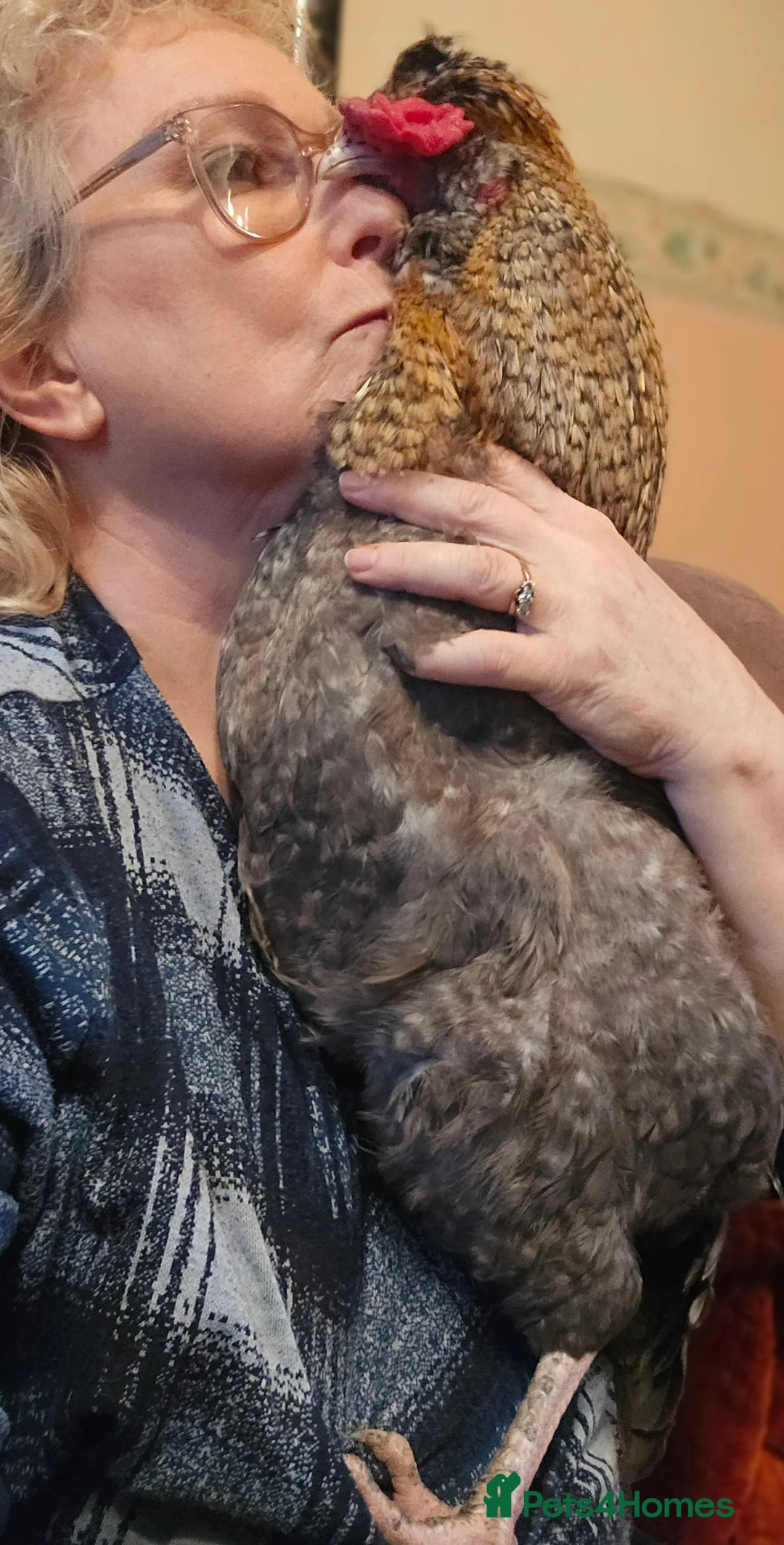 Chickens poultry for sale: Tame blue-gold Araucana cross boy - Advert 6