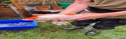 Koi Carp fish for sale: Pond clearance - Advert 11