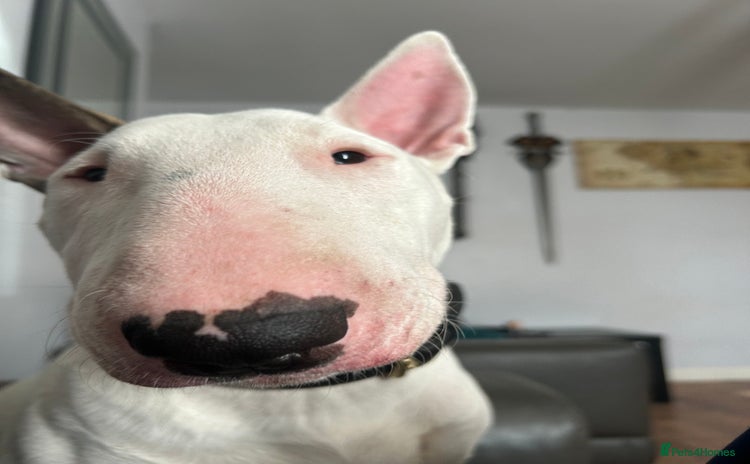 English Bull Terrier dogs - Advert 1