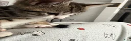 Mixed Breed cats for sale: Tabby kitten in Glasgow - Advert 10