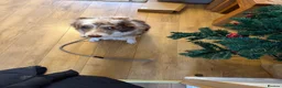 Border Collie dogs for sale: Red merle border collie - Advert 3