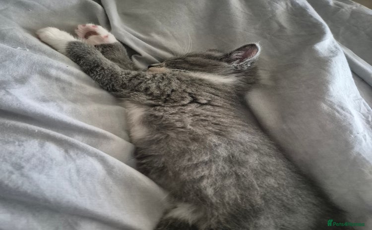 Mixed Breed cats - Advert 3