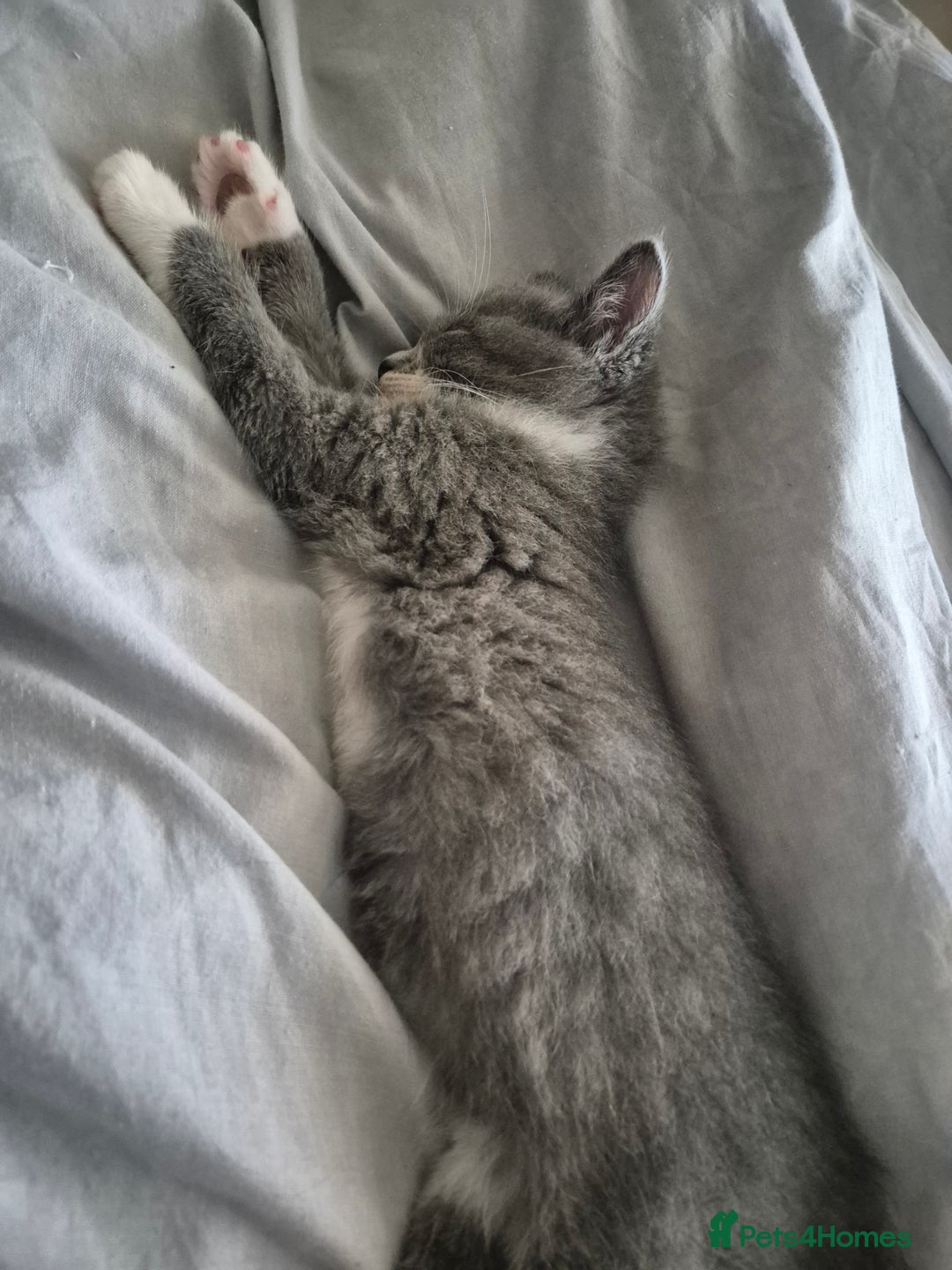 Mixed Breed cats for sale: Female gray and white kitten  - Image 1