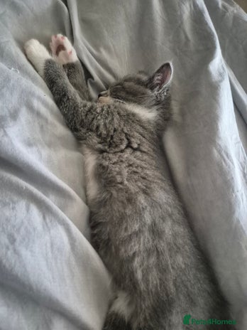 Mixed Breed cats - Advert 2