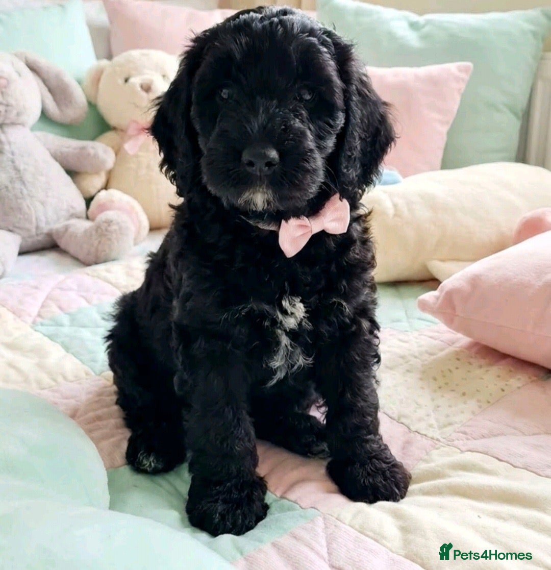 Goldendoodle dogs Beautiful miniature F1 Goldendoodle - Advert 1