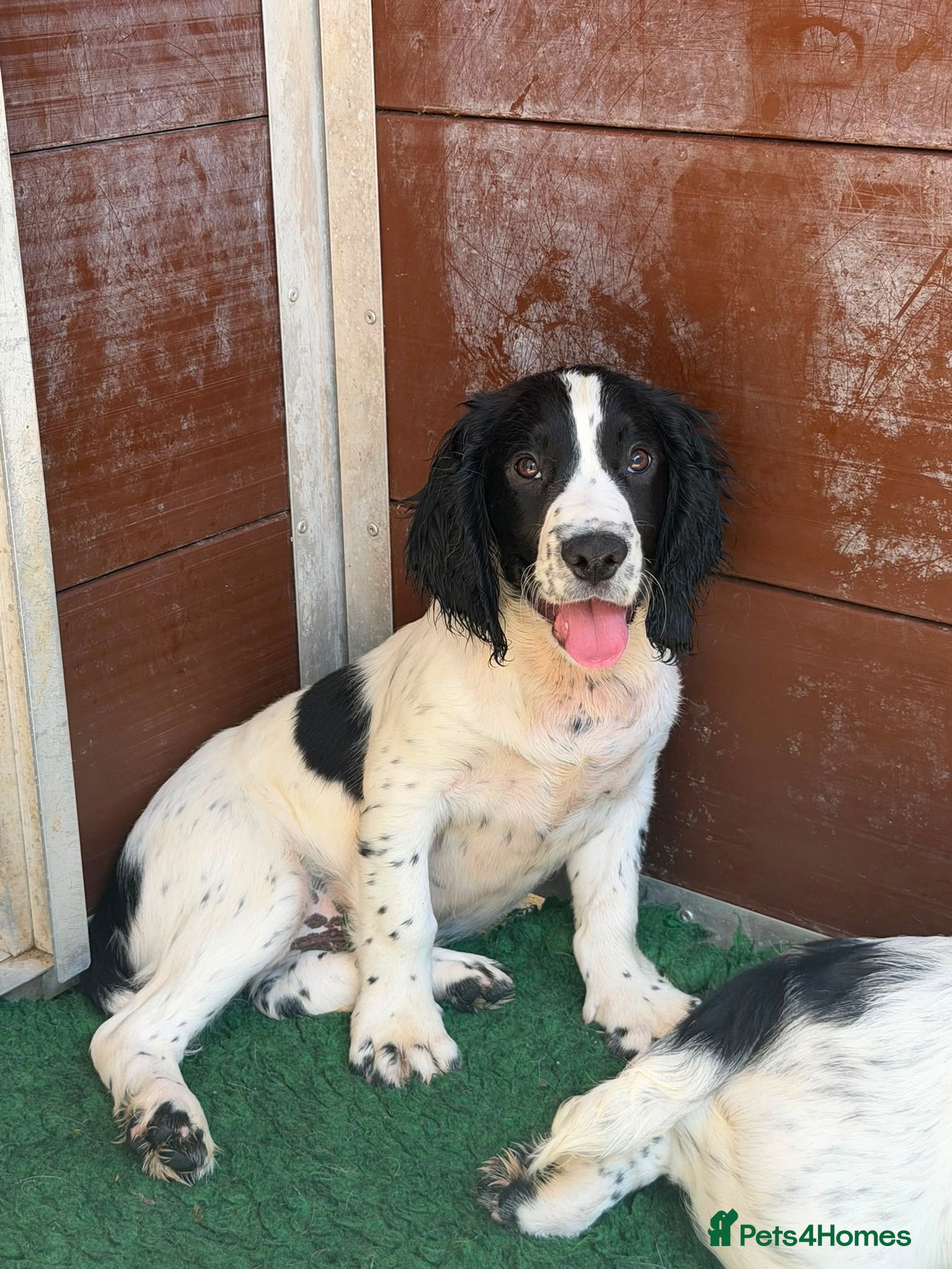 Cocker Spaniel dogs Health tested parents Fully Vaccinated  - Advert 1