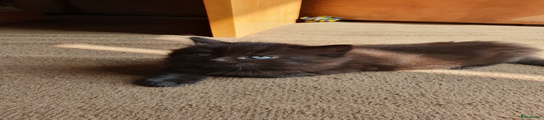 Black/brown collar  with faint stripes 