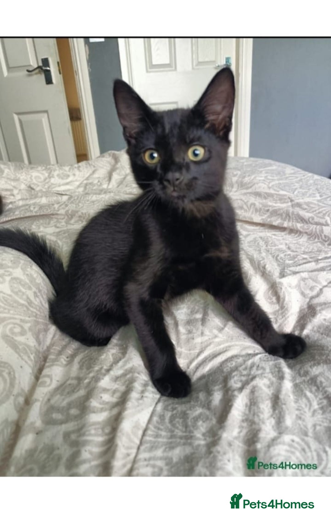 Mixed Breed cats for sale: Two Adorable Kittens, ready for their forever home - Image 4