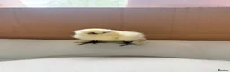 Mixed Breed poultry for sale: Adorable Silkie , Serama & Pekin Chicks - Advert 4