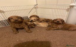 Cockapoo dogs for sale: Yankee doodles cockapoos  - Advert 7