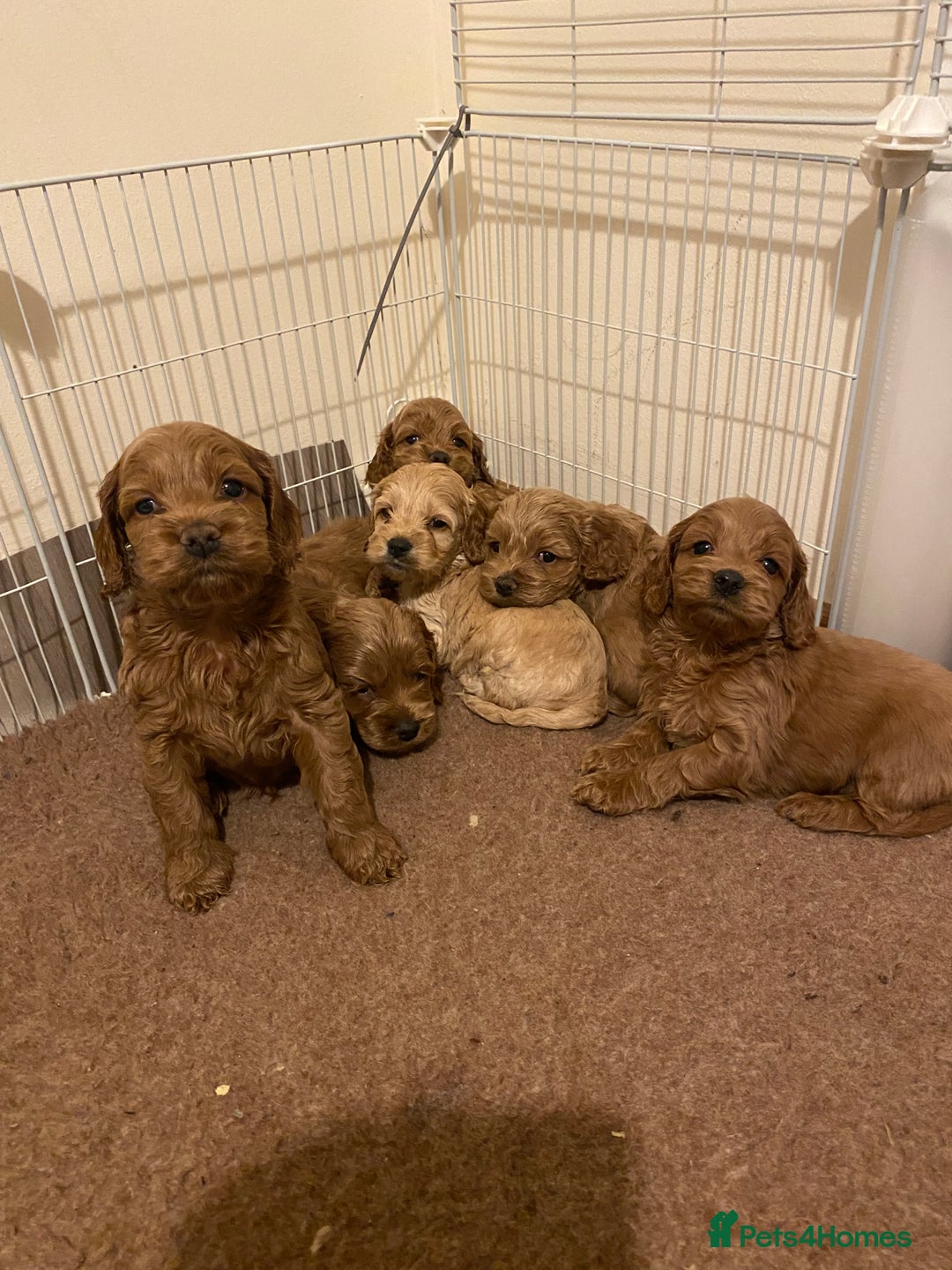 Cockapoo dogs for sale: Yankee doodles cockapoos  - Advert 7