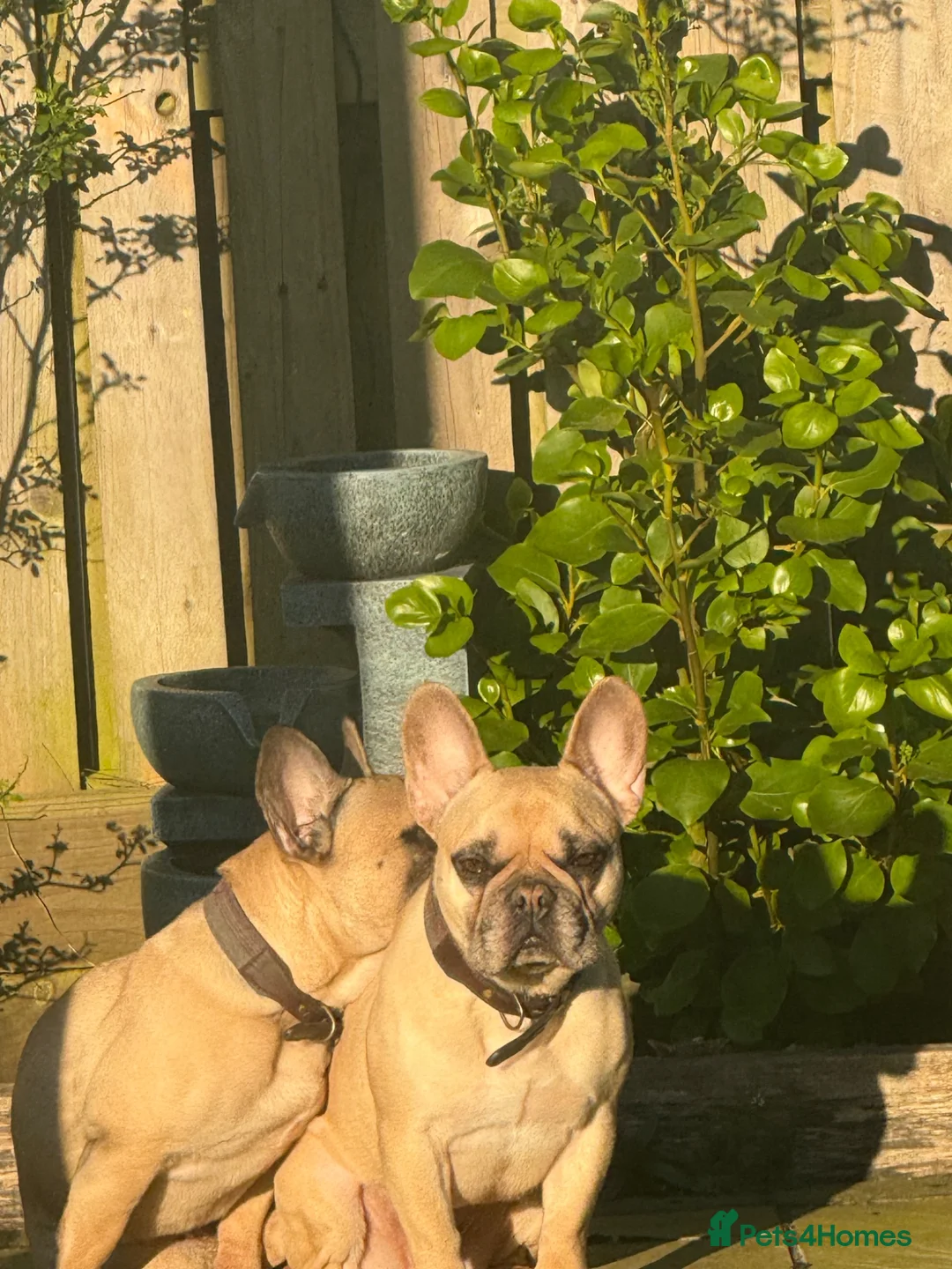 French Bulldog dogs for sale: Two Beautiful French bulldogs KC Reg  in Redruth - Advert 4