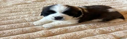 Saint Bernard dogs for sale: 4 beautiful kc reg st bernerd puppies. in Wisbech - Advert 11