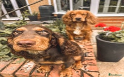 Cocker Spaniel dogs for stud: 🐾 Proven Stud - Healthy Working Cocker Spaniel 🐾 - Image 3