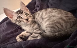 Maine Coon cats for sale: Bengal x Maine Coon kitten - Image 3