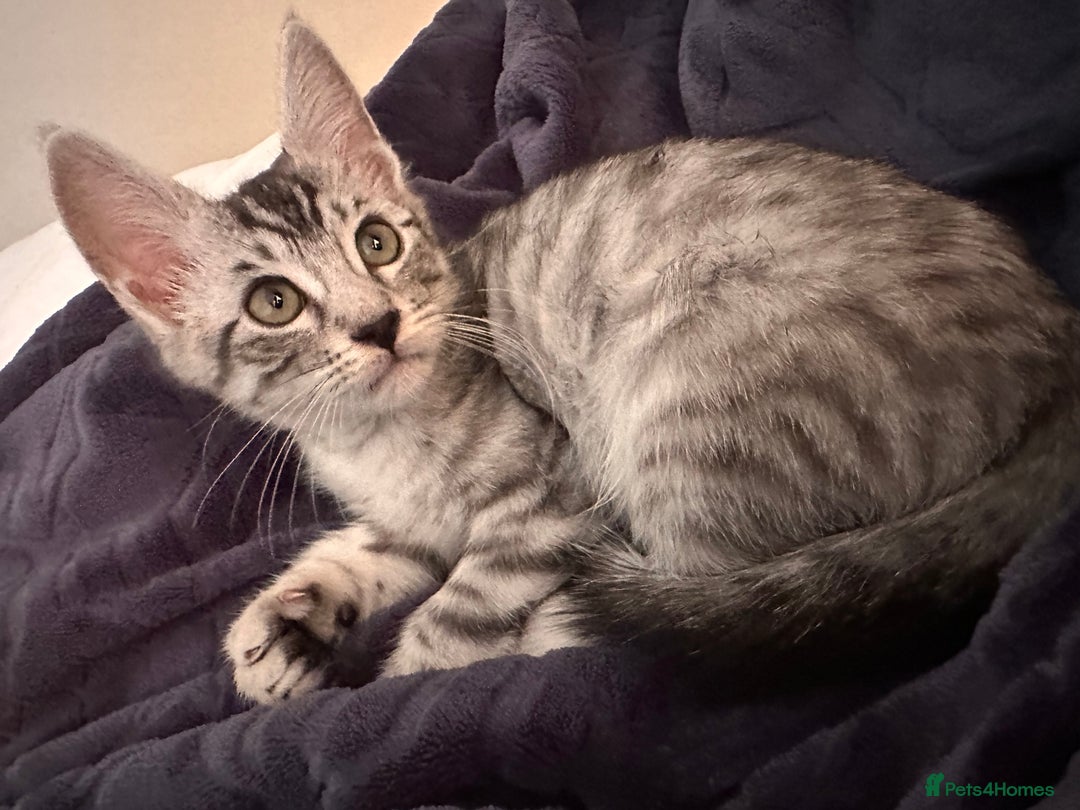 Maine Coon cats for sale: Bengal x Maine Coon kitten - Image 3