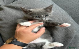 British Shorthair cats for sale: sweet grey boy ready for his forever home! - Image 4