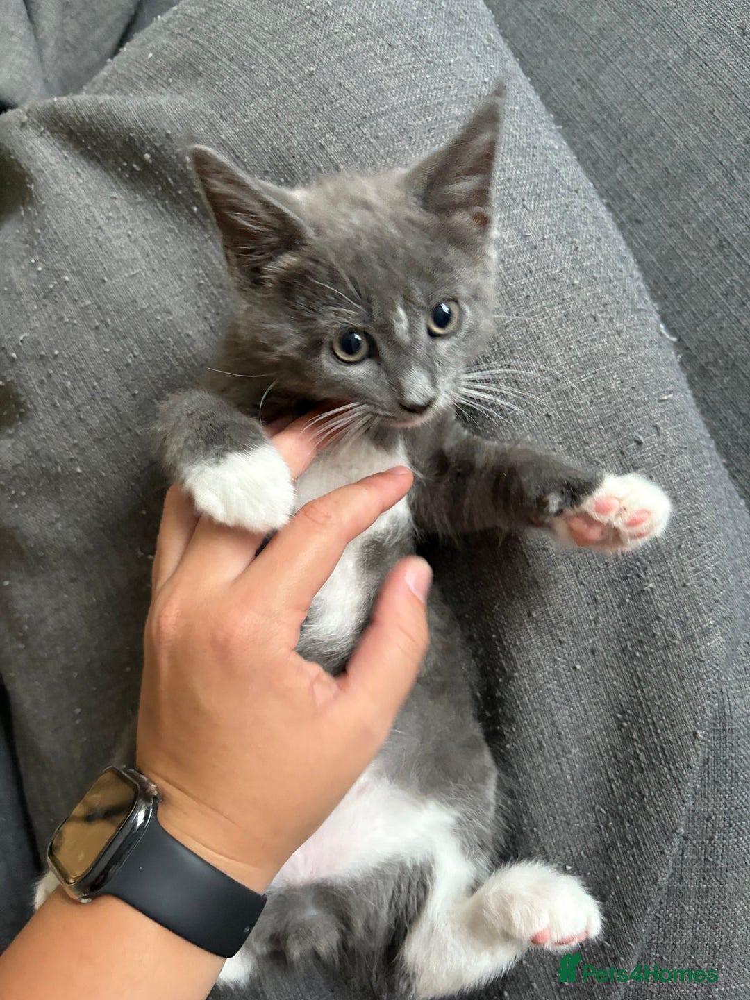 British Shorthair cats for sale: sweet grey boy ready for his forever home! - Image 4