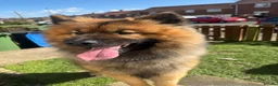 Eurasier dogs for sale: Euraiser pups in Peterlee - Advert 2