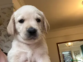 Goldador dogs 8 beautiful golden retriever x foxred lab puppies - Advert 9