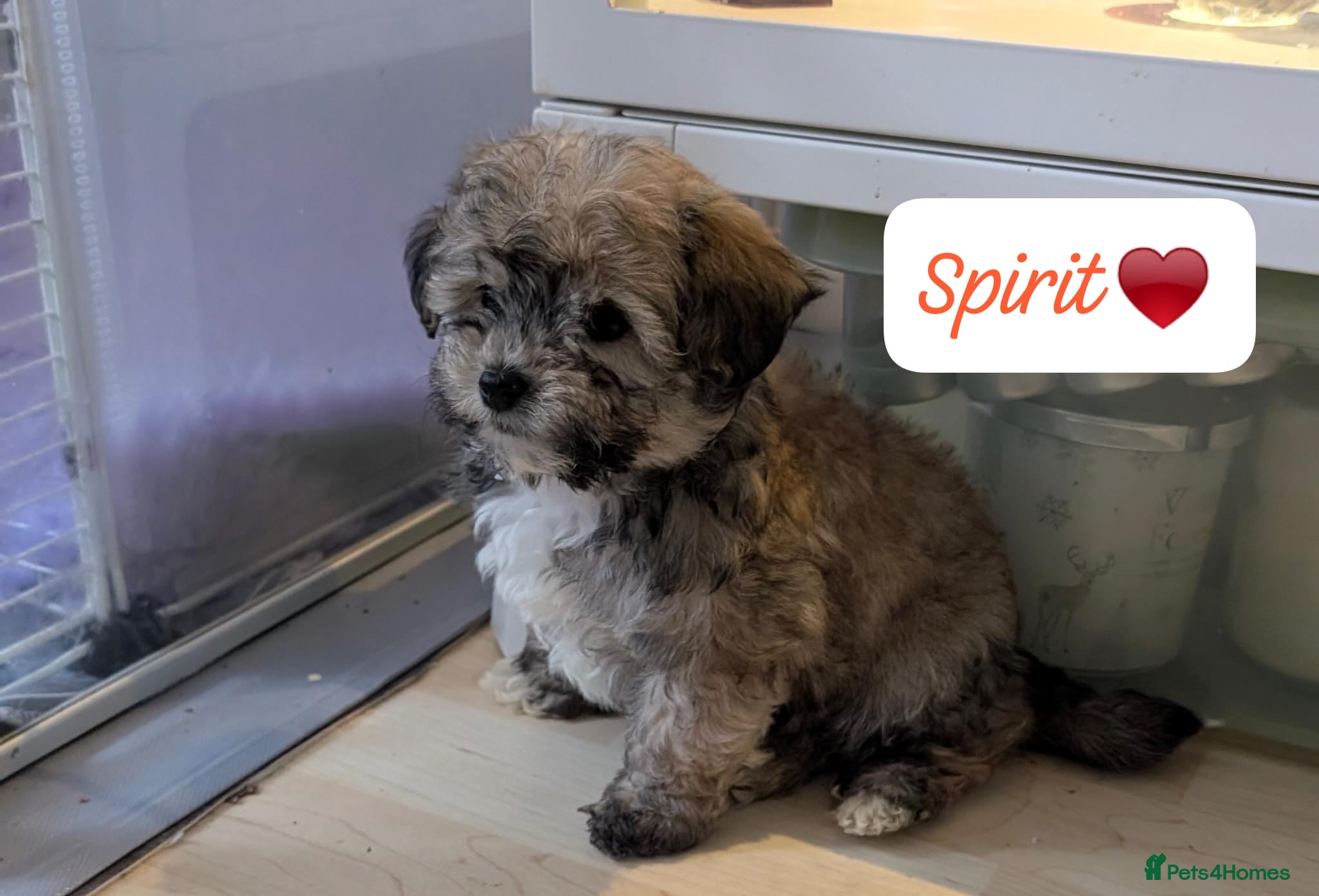 Chipoo dogs Chipoo Puppies only 2  boys left - Advert 7