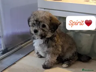 Chipoo dogs Chipoo Puppies only 2 boys left - Advert 1