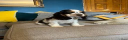 Cocker Spaniel dogs for sale: Show Type Cocker Spaniel Puppies - Advert 15