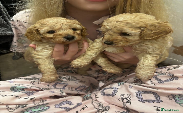 Cavapoo dogs - Advert 16
