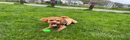 Cavapoo dogs for sale: 1 year old Cavapoo - bite history in Newport - Advert 7