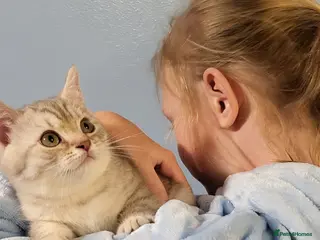 British Shorthair cats Last amazing kitten boy left - Advert 11