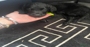 Labrador Retriever dogs - Advert 2