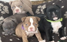American Bully dogs for sale: Exotic American bully pups blood lines of bitcoin  - Image 18