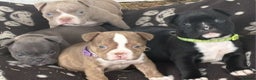 American Bully dogs for sale: Micro exotic American bullys bitcoin bloodlines - Advert 18