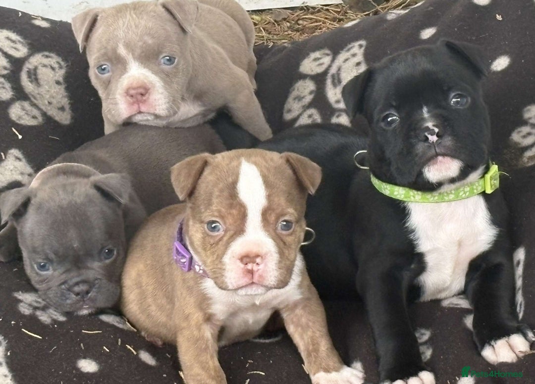 American Bully dogs for sale: Exotic American bully pups blood lines of bitcoin  - Image 18