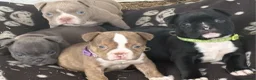 American Bully dogs for sale: Micro exotic American bullys bitcoin bloodlines - Advert 18