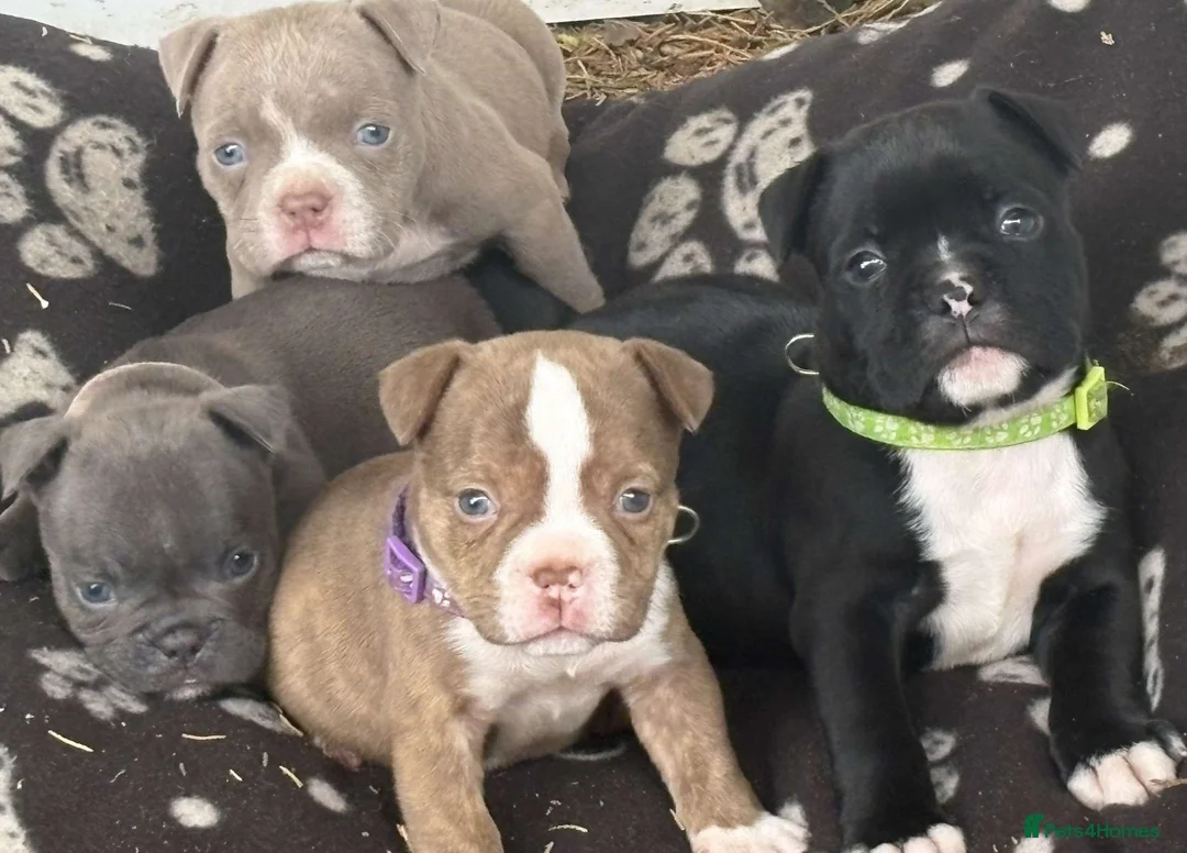 American Bully dogs for sale: Micro exotic American bullys bitcoin bloodlines - Advert 18
