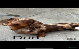 Miniature Dachshund dogs for sale: Miniature dachshund puppies - Image 8