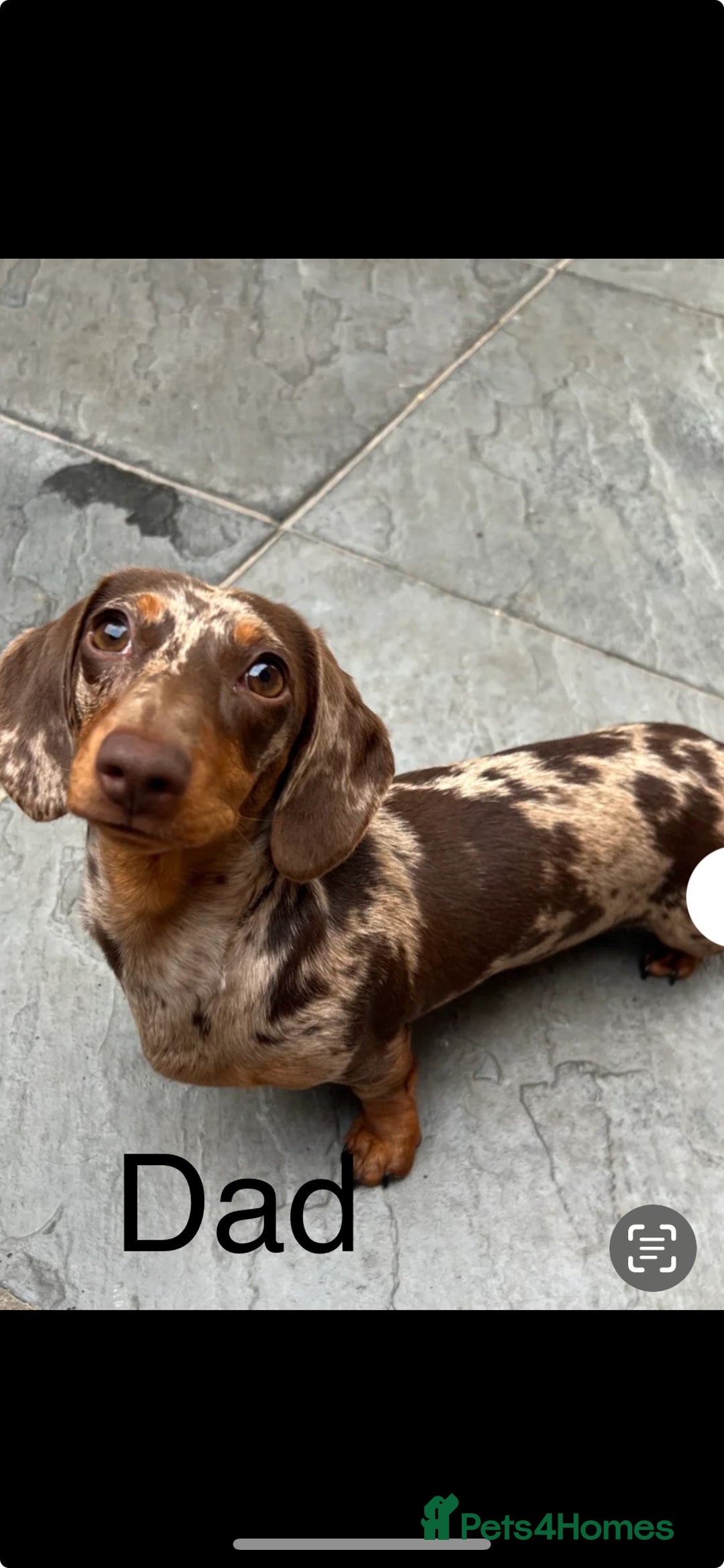 Miniature Dachshund dogs for sale: Miniature dachshund puppies - Image 8
