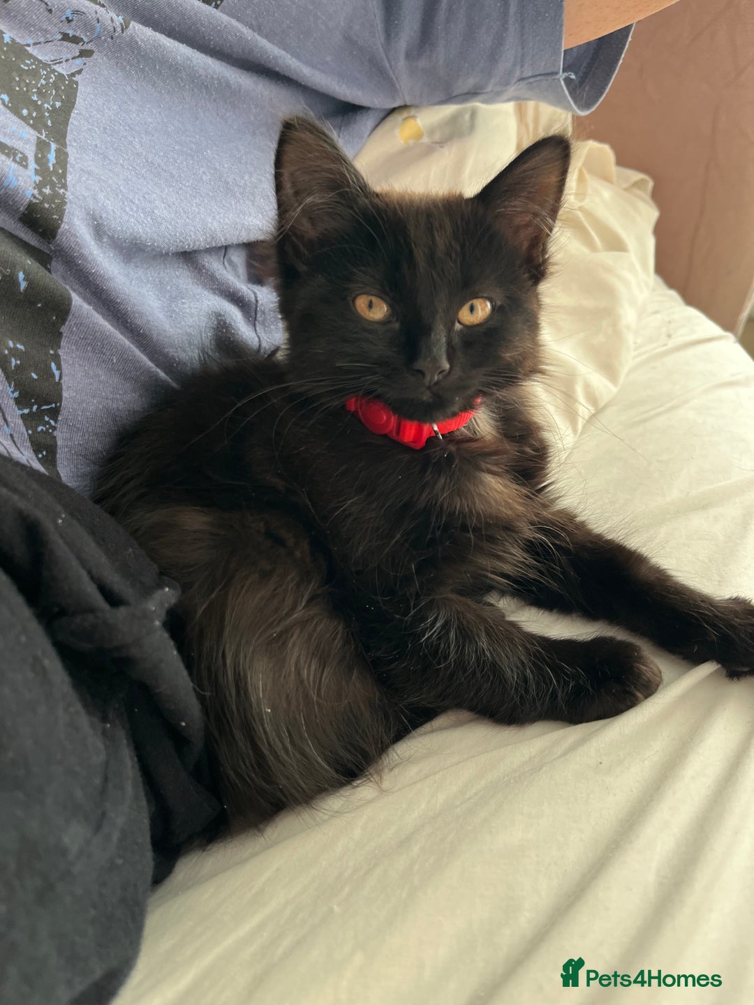 British Shorthair cats for sale: 2 older black kittens (one 9 months, one 7 months) - Image 8