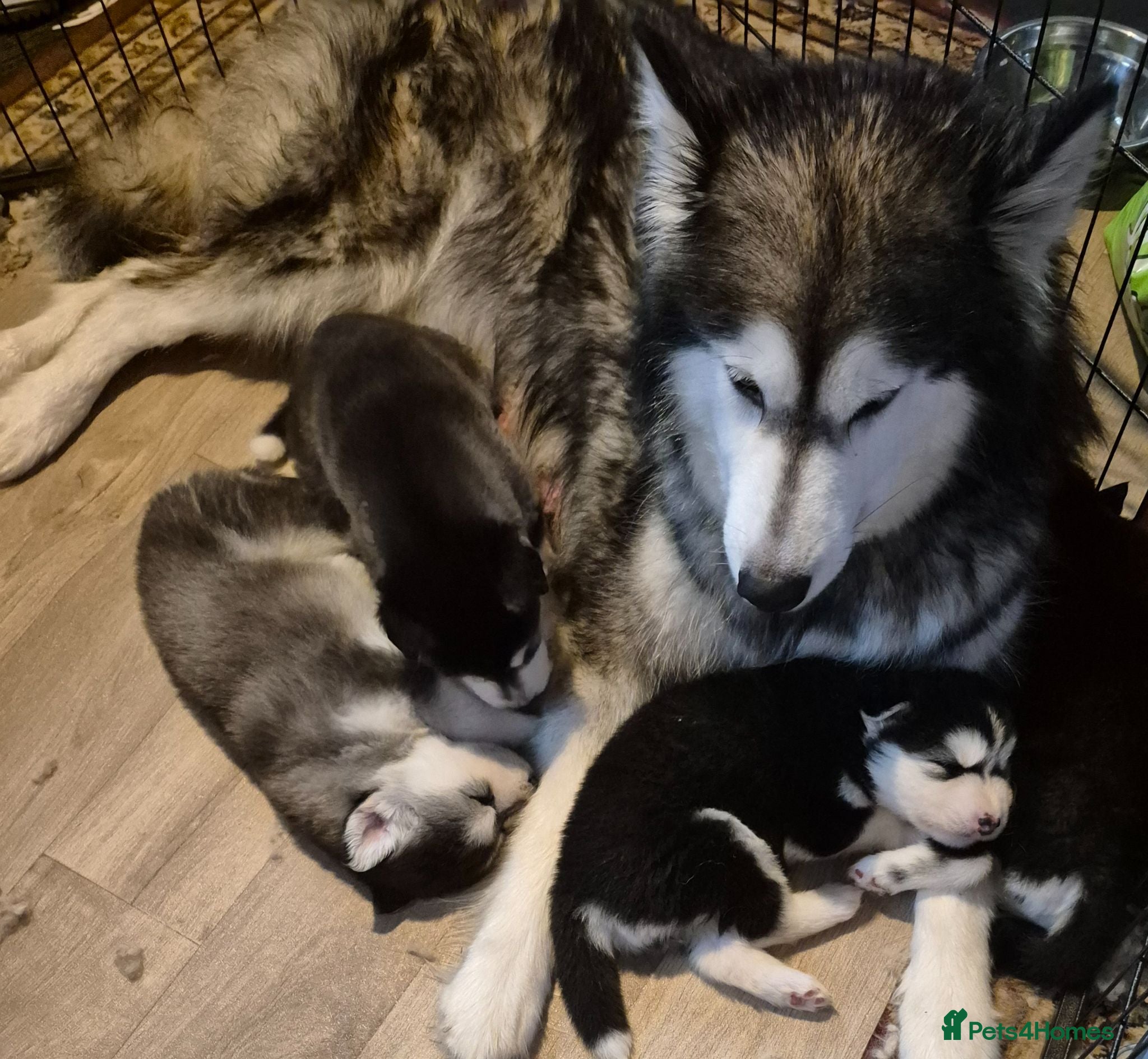 Mixed Breed dogs Alaskan malumute  x huskie - Advert 4