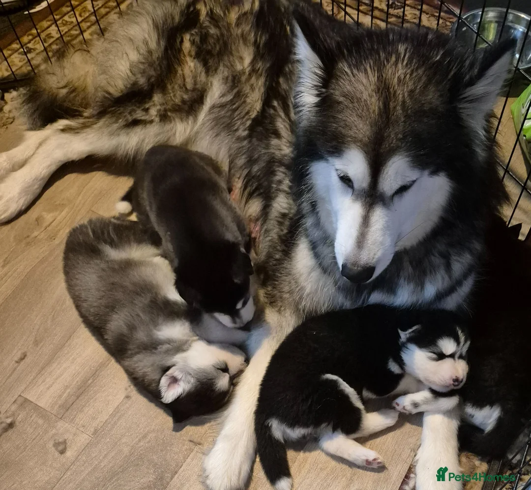 Mixed Breed dogs for sale: Alaskan malumute  x huskie - Advert 1
