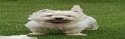 West Highland Terrier dogs for stud: KC Westhighland Terriers for STUD ONLY in Preston - Advert 2